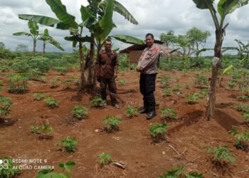 Dukung Program Ketahanan Pangan Nasional Bhabinkamtibmas Polsek Gunungkencana Polres Lebak Sambangi Petani