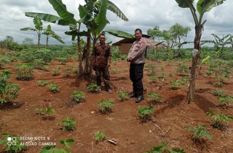 Dukung Program Ketahanan Pangan Nasional Bhabinkamtibmas Polsek Gunungkencana Polres Lebak Sambangi Petani