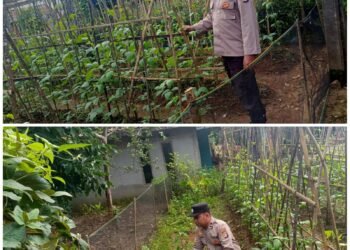 PENGECEKAN LAHAN KETAHANAN PANGAN DI WILAYAH HUKUM OLEH KAPOLSEK PANDEGLANG