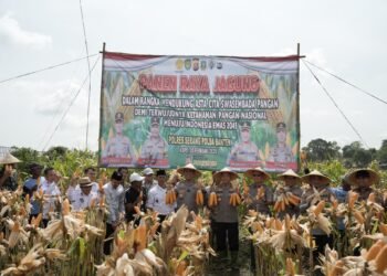 Panen Raya Jagung Hibrida, Kapolda Banten: Bentuk Nyata Upaya Bersama untuk Ketahanan Pangan