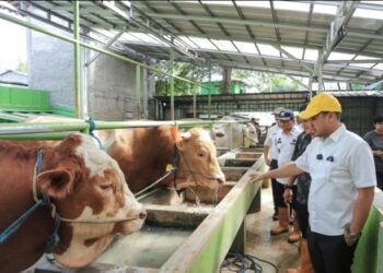 Pilar Saga Ichsan Cek Langsung Sapi Kurban Milik Presiden Prabowo Subianto di Tangsel