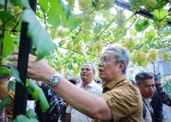 Benyamin Davnie Panen Anggur di Ciputat, Dorong Jadi Produk Unggulan Tangsel