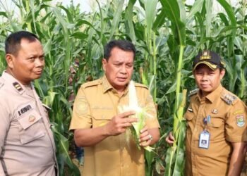 Panen Jagung Pulut di Sukamulya, Bupati Tangerang: Menjanjikan dan Bernilai Ekonomi Tinggi