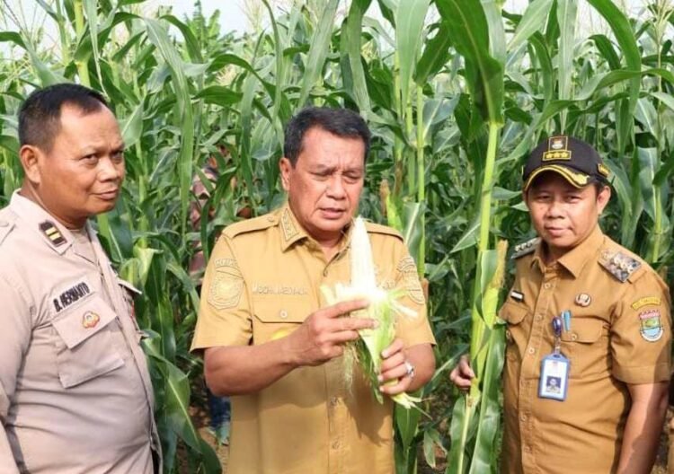 Panen Jagung Pulut di Sukamulya, Bupati Tangerang: Menjanjikan dan Bernilai Ekonomi Tinggi