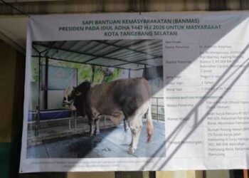 Walikota Benyamin Davnie Serahkan Banmas Sapi Kurban Presiden Prabowo untuk Masyarakat Tangsel