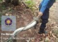Ular Sanca Masuk Permukiman Warga di Rempoa, Damkar Tangsel Lakukan Evakuasi