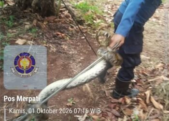 Ular Sanca Masuk Permukiman Warga di Rempoa, Damkar Tangsel Lakukan Evakuasi